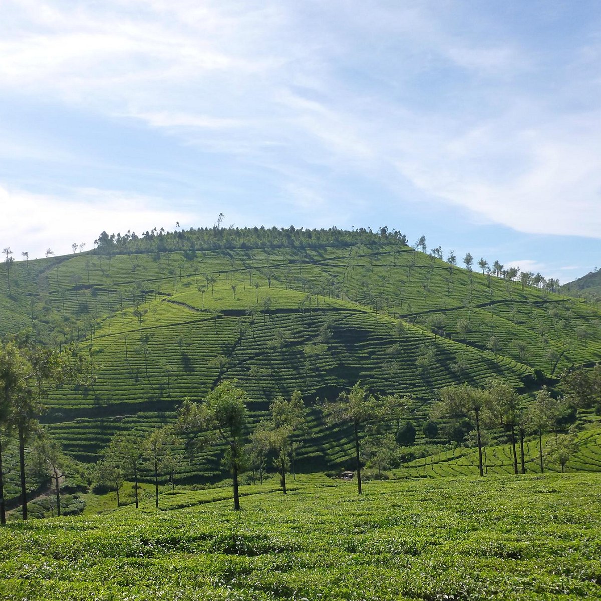 Idukki Kerala tea and spice plantations in the Western Ghats highlands
